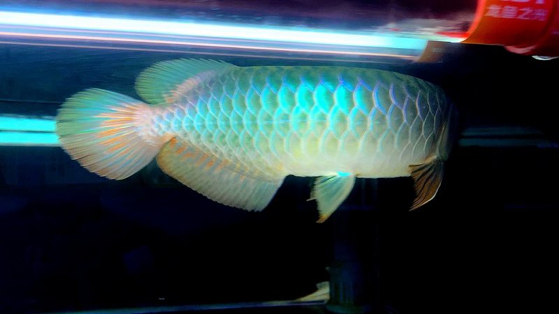 紫羅蘭龍魚是什么品種 紫羅蘭龍魚是什么品種 龍魚百科 第4張