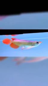 金龍魚漲價 2023年底：2023年，金龍魚漲價