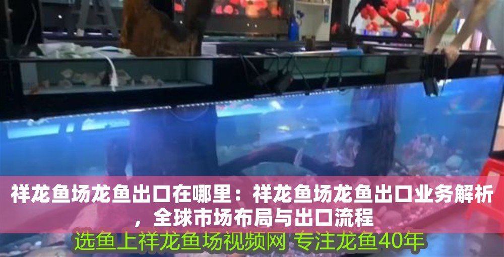 祥龍魚場龍魚出口在哪里：祥龍魚場龍魚出口業務解析，全球市場布局與出口流程
