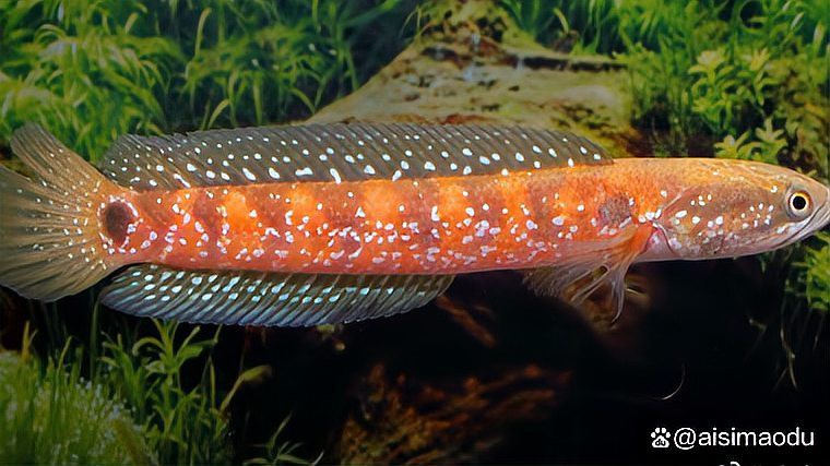 什么雷龍魚最便宜又好看好養(yǎng)