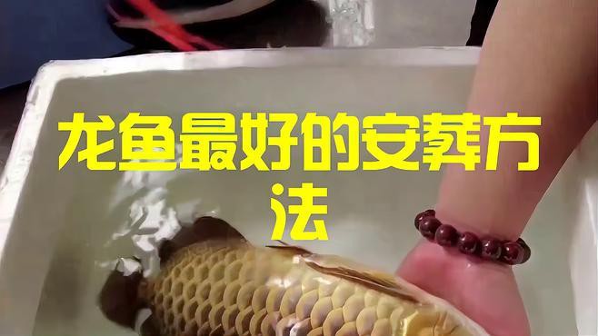 如何科學處理龍魚的遺體？