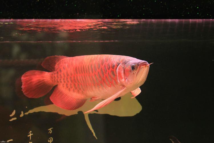 紅龍魚圖片大全大圖霸氣頭像高清可愛 紅龍魚圖片大全大圖霸氣頭像高清可愛 龍魚百科 第18張