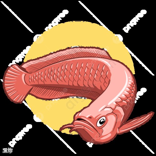 紅龍魚圖片大全大圖霸氣頭像高清可愛 紅龍魚圖片大全大圖霸氣頭像高清可愛 龍魚百科 第29張