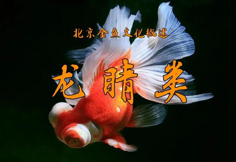 龍睛魚有哪些品種？