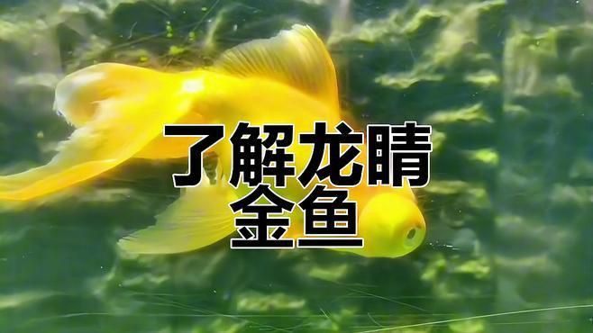 龍睛魚有哪些品種？