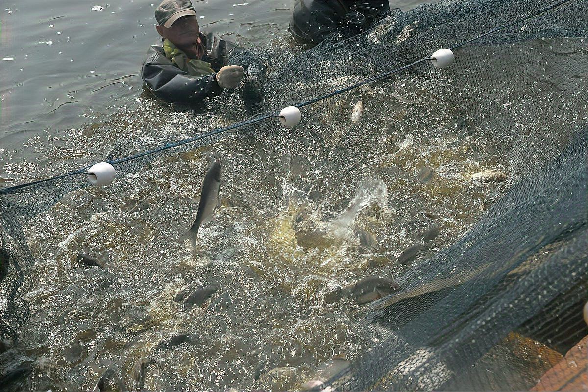 龍魚爛鰭最快解決方法