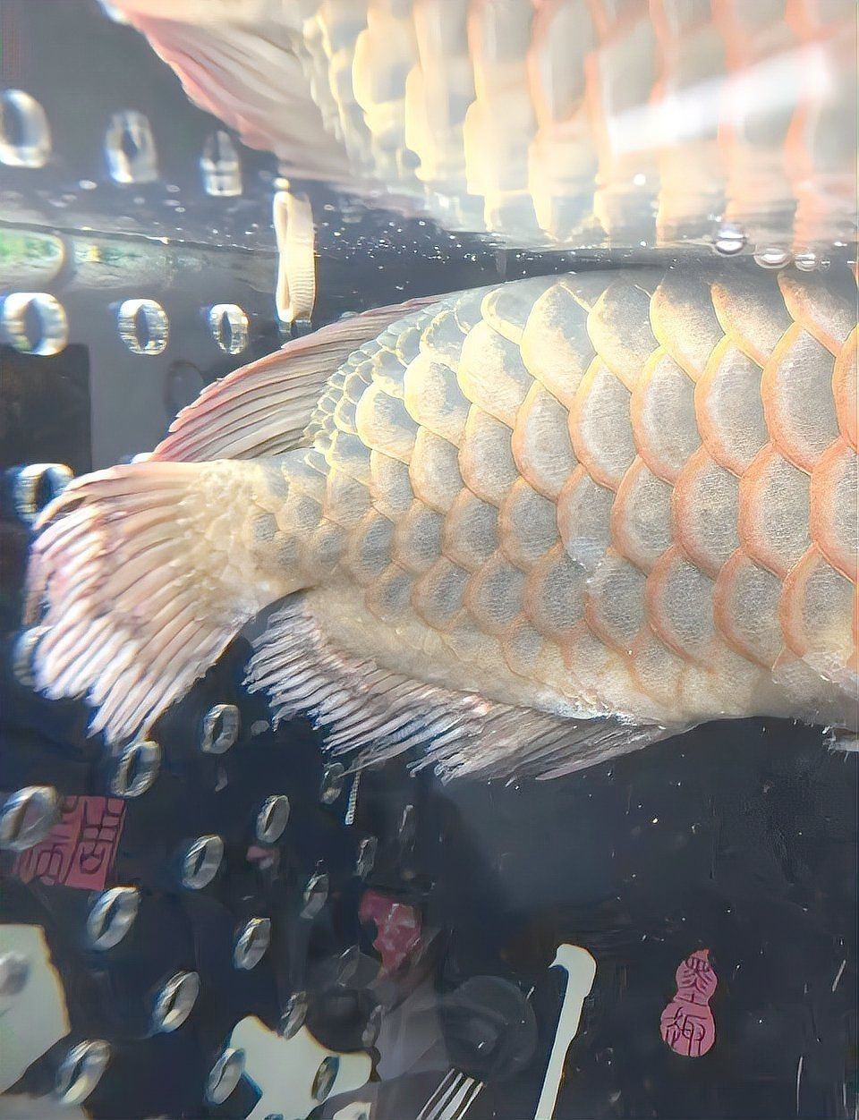 龍魚爛鰭最快解決方法