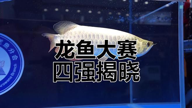 有沒(méi)有更多龍魚賽事視頻推薦？ 有沒(méi)有更多龍魚賽事視頻推薦？ 龍魚百科 第1張