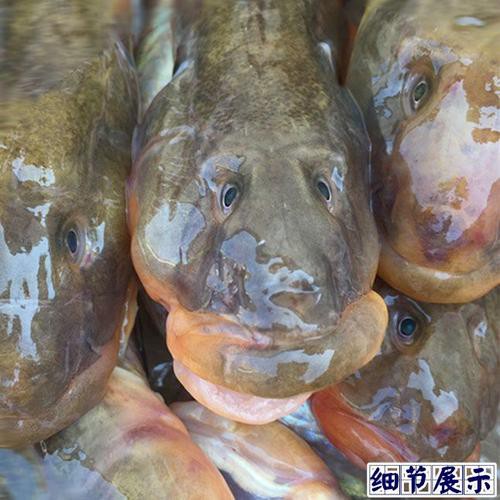 北海龍魚圖片欣賞大全集