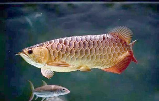 北海龍魚圖片欣賞大全集