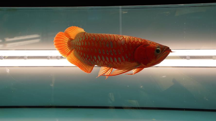 北海龍魚圖片欣賞大全集