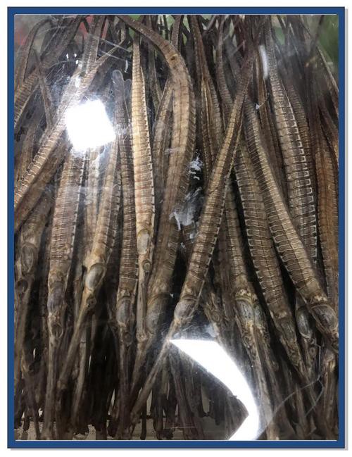 北海龍魚圖片欣賞大全集