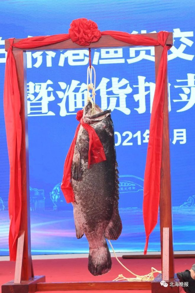 北海龍魚圖片欣賞大全集