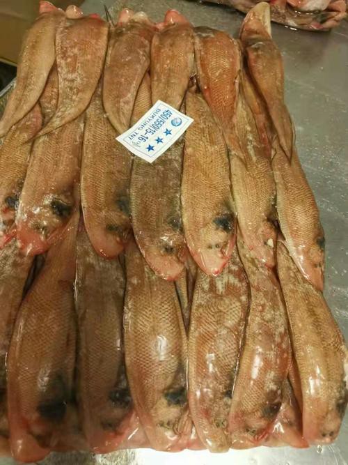北海龍魚圖片欣賞大全集