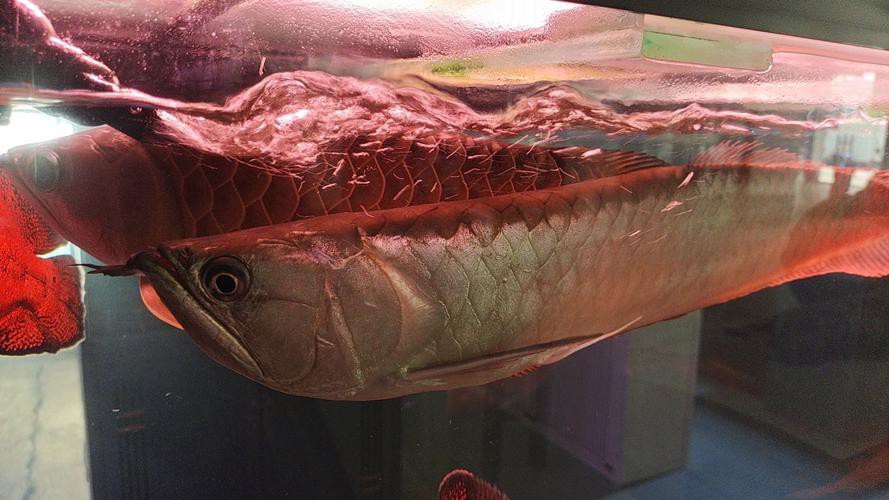 北海龍魚圖片欣賞大全集