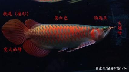 紅龍魚的產地和區別（紅龍魚的品種與區別紅龍魚的區別紅龍魚品種與區別）