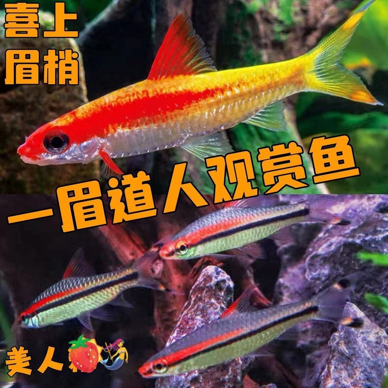 龍魚混養一眉道人(一眉道人魚與龍魚混養的可能性存在爭議) 龍魚百科 第1張 龍魚混養一眉道人(一眉道人魚與龍魚混養的可能性存在爭議) 龍魚混養一眉道人(一眉道人魚與龍魚混養的可能性存在爭議) 龍魚百科 第1張