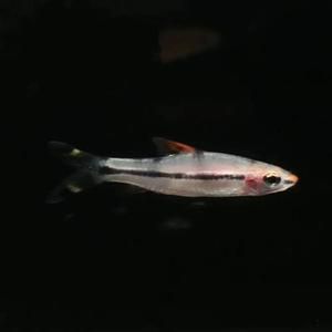 龍魚混養一眉道人(一眉道人魚與龍魚混養的可能性存在爭議) 龍魚百科 第3張 龍魚混養一眉道人(一眉道人魚與龍魚混養的可能性存在爭議) 龍魚混養一眉道人(一眉道人魚與龍魚混養的可能性存在爭議) 龍魚百科 第3張