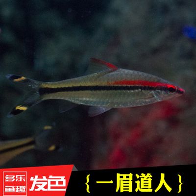 龍魚混養一眉道人(一眉道人魚與龍魚混養的可能性存在爭議) 龍魚百科 第2張 龍魚混養一眉道人(一眉道人魚與龍魚混養的可能性存在爭議) 龍魚混養一眉道人(一眉道人魚與龍魚混養的可能性存在爭議) 龍魚百科 第2張