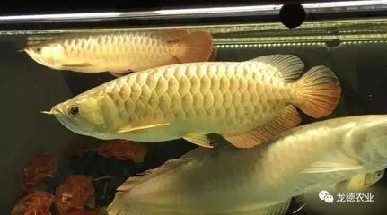 南充觀賞魚批發市場電話多少啊( 南充活魚批發從哪里進貨) 新加坡三巴旺 第2張 南充觀賞魚批發市場電話多少啊( 南充活魚批發從哪里進貨) 南充觀賞魚批發市場電話多少啊( 南充活魚批發從哪里進貨) 新加坡三巴旺 第2張