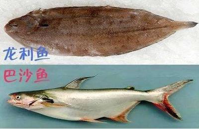 斑點(diǎn)龍魚長(zhǎng)大后圖片大全（龍魚身上有很多黑斑點(diǎn)）