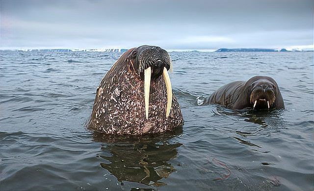 海象愛吃什么食物圖片，海象的食物種類及主要分布區域滿滿農鄉情