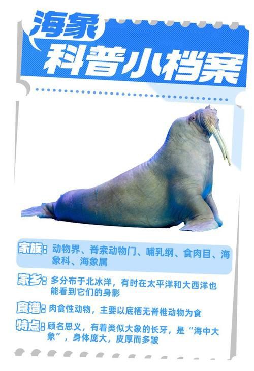 海象愛吃什么食物圖片，海象的食物種類及主要分布區域滿滿農鄉情