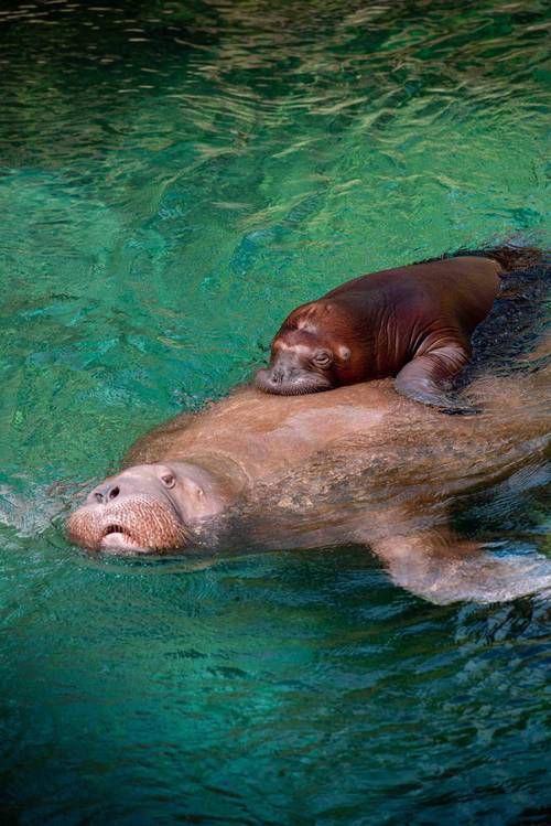 海象愛吃什么食物圖片，海象的食物種類及主要分布區域滿滿農鄉情