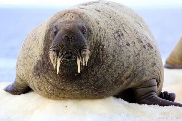 海象愛吃什么食物圖片，海象的食物種類及主要分布區域滿滿農鄉情