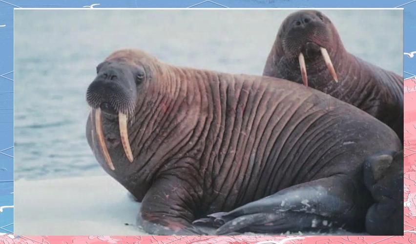 海象愛吃什么食物圖片，海象的食物種類及主要分布區域滿滿農鄉情