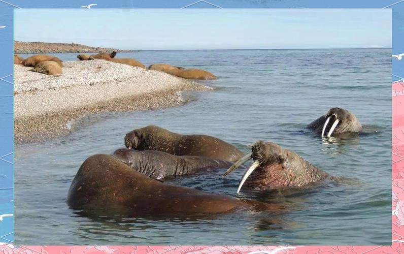 海象愛吃什么食物圖片，海象的食物種類及主要分布區域滿滿農鄉情