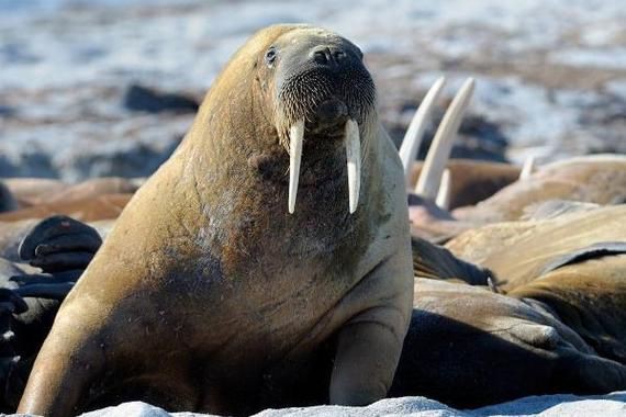 海象愛吃什么食物圖片，海象的食物種類及主要分布區域滿滿農鄉情