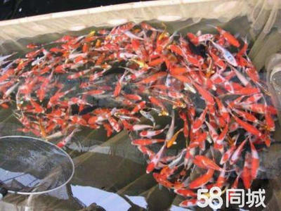 龍魚換完水很興奮(龍魚換水最忌諱什么) 和興紅龍 第2張 龍魚換完水很興奮(龍魚換水最忌諱什么) 龍魚換完水很興奮(龍魚換水最忌諱什么) 和興紅龍 第2張