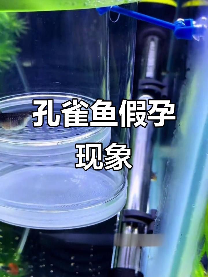 母魚肚子大了是不是要單獨養，母魚肚子變大是否需要單獨飼養