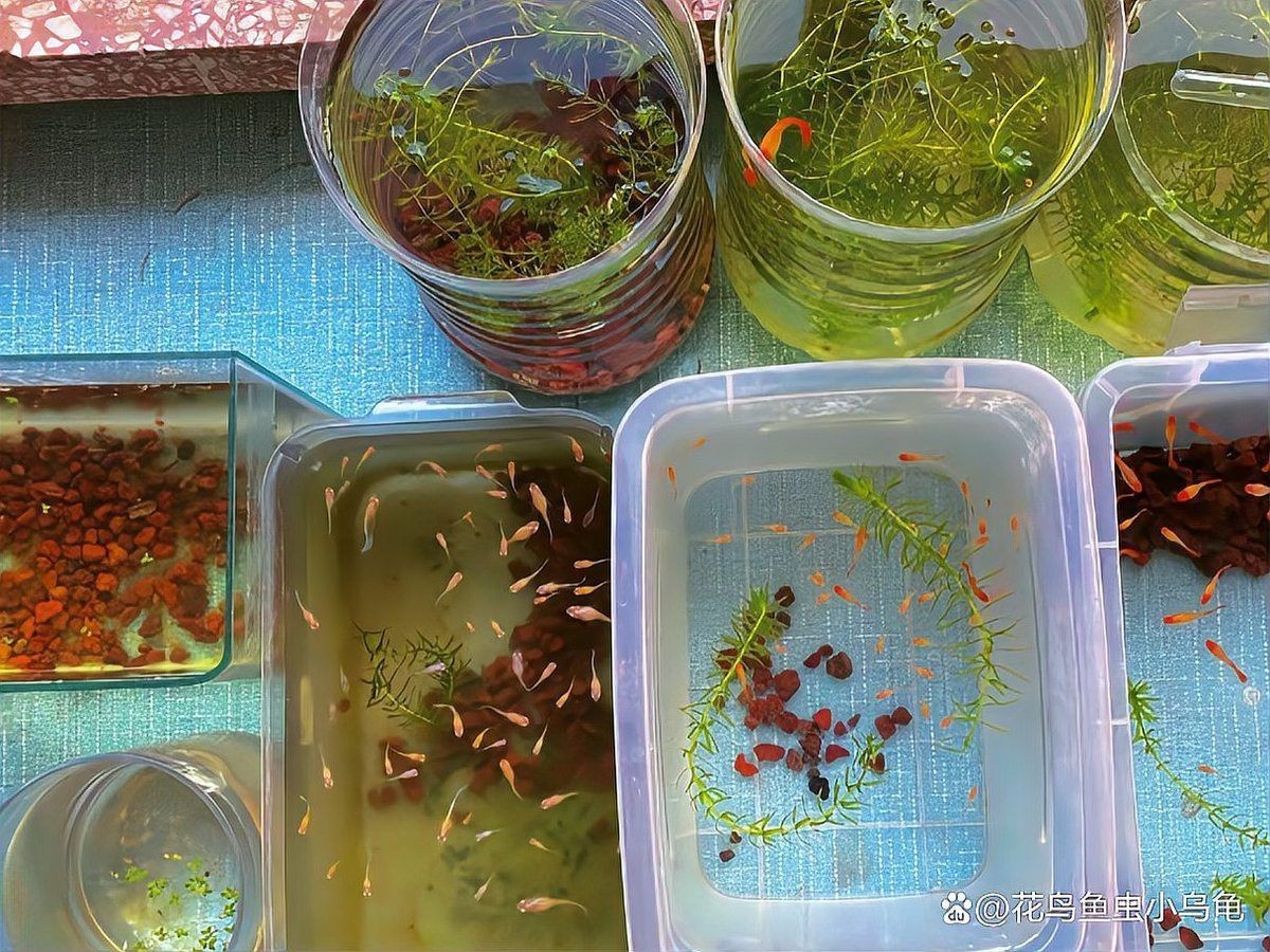 母魚肚子大了是不是要單獨養，母魚肚子變大是否需要單獨飼養