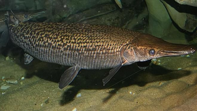 龍魚不吃食的原因與解決方案vs祥龍魚場：祥龍魚場，分享龍魚養殖知識，包括龍魚不吃食的原因及解決方案 龍魚不吃食的原因與解決方案vs祥龍魚場：祥龍魚場，分享龍魚養殖知識，包括龍魚不吃食的原因及解決方案 vs祥龍魚場 第1張