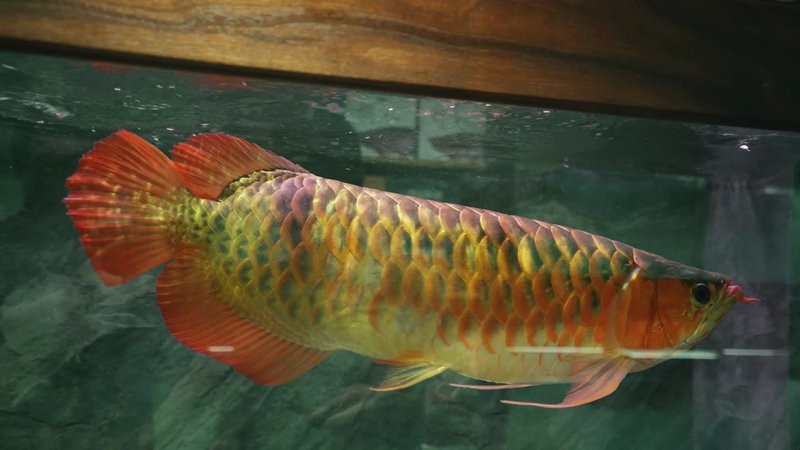 合作龍魚店，“合作龍魚店”聚焦于高端觀賞魚市場中備受青睞的龍魚品類