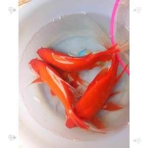 紅龍魚能吃熟蝦嗎？怎么喂？：紅龍魚能吃熟蝦嗎怎么喂食紅龍魚能吃熟蝦嗎