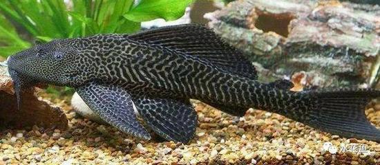 成都品牌魚缸廠家排名前十名 成都市魚缸生產在什么地方