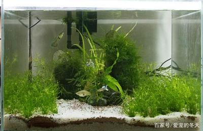 吉印燈可以養水草嗎(印吉燈爆藻行不行)