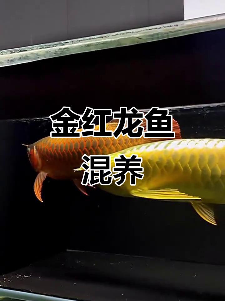 一金龍一紅龍混養視頻，觀賞魚金龍魚與紅龍魚混養視頻展示龍魚配魚的作用