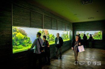 水族館開放時間是幾點（水族館開放時間怎么查詢）