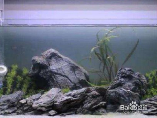 燈能否長期開啟? 速倍妥魚糧魚藥 第1張 燈能否長期開啟? 燈能否長期開啟? 速倍妥魚糧魚藥 第1張