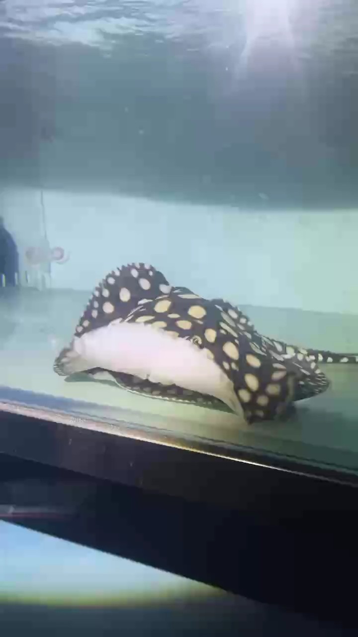 壓成小魚都有？探尋這背后奇妙或有趣的現象與故事