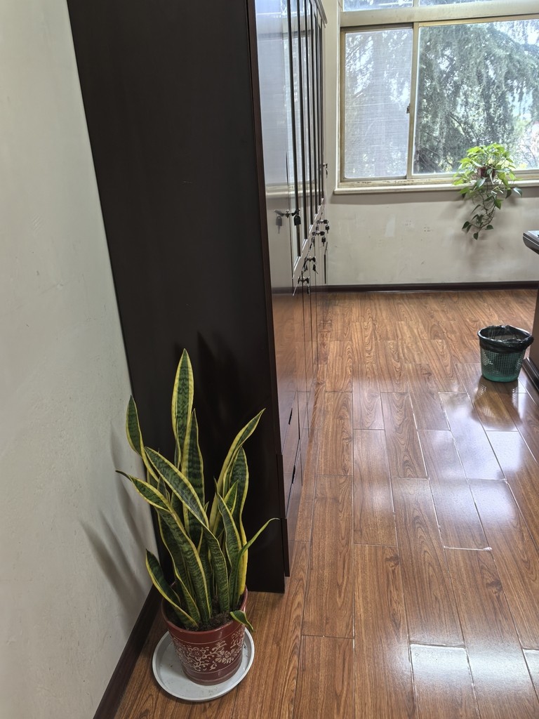 大吉蛇年大發，新歲啟航事業騰達財源廣進福滿途 大吉蛇年大發，新歲啟航事業騰達財源廣進福滿途 龍魚論壇 第2張