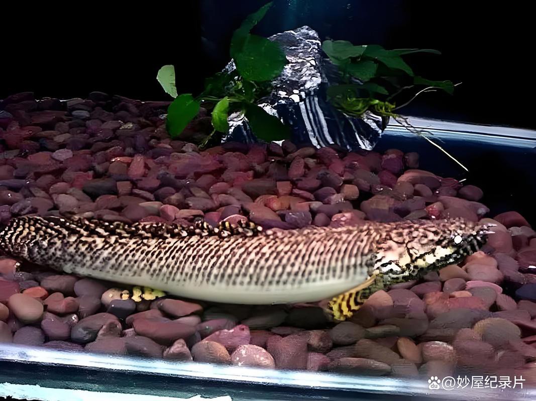 大花恐龍魚和虎紋恐龍魚能混養嗎圖片 龍魚百科 第10張 大花恐龍魚和虎紋恐龍魚能混養嗎圖片 大花恐龍魚和虎紋恐龍魚能混養嗎圖片 龍魚百科 第10張