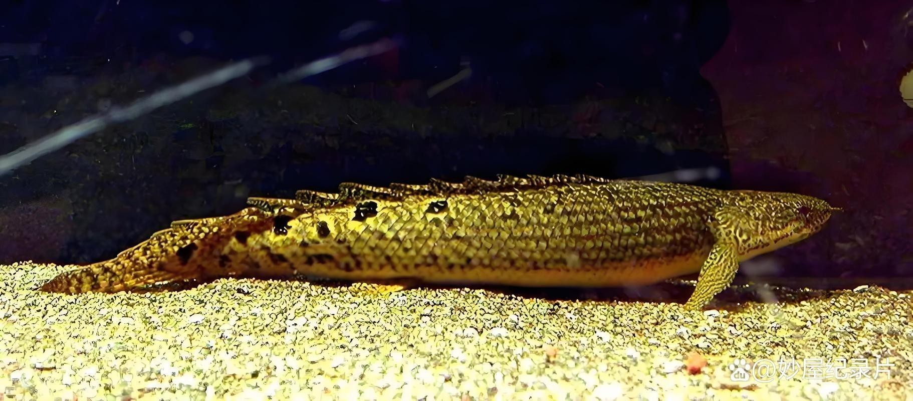 大花恐龍魚和虎紋恐龍魚能混養嗎圖片 龍魚百科 第17張 大花恐龍魚和虎紋恐龍魚能混養嗎圖片 大花恐龍魚和虎紋恐龍魚能混養嗎圖片 龍魚百科 第17張