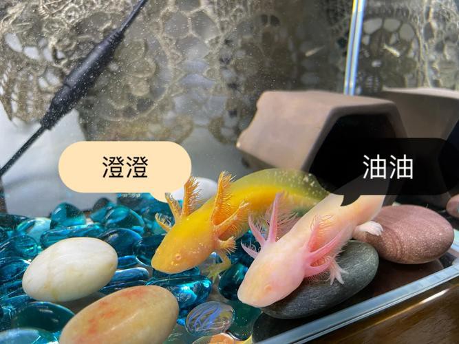 大花恐龍魚和虎紋恐龍魚能混養嗎圖片 龍魚百科 第15張 大花恐龍魚和虎紋恐龍魚能混養嗎圖片 大花恐龍魚和虎紋恐龍魚能混養嗎圖片 龍魚百科 第15張