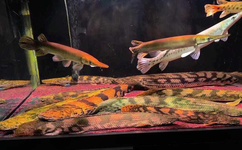 大花恐龍魚和虎紋恐龍魚能混養嗎圖片 龍魚百科 第16張 大花恐龍魚和虎紋恐龍魚能混養嗎圖片 大花恐龍魚和虎紋恐龍魚能混養嗎圖片 龍魚百科 第16張