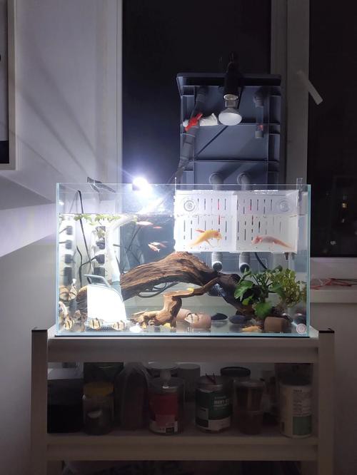 大花恐龍魚和虎紋恐龍魚能混養嗎圖片 大花恐龍魚和虎紋恐龍魚能混養嗎圖片 龍魚百科 第23張